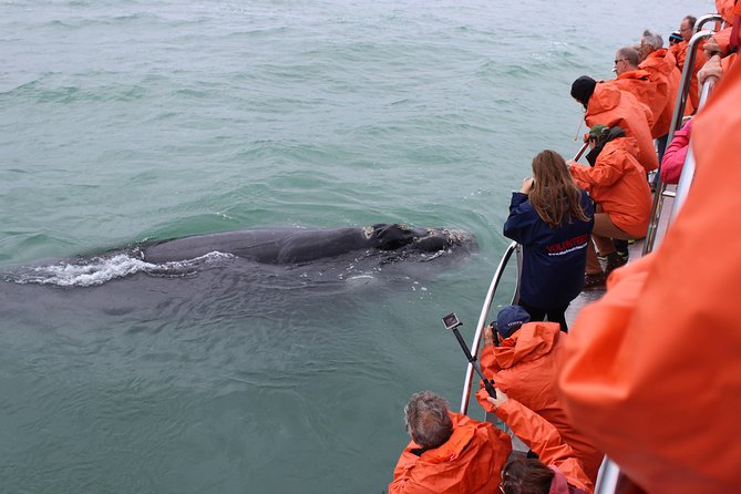 Marine Big 5 Safari with transport from Hermanus - Timing, comfort, and practical drawbacks