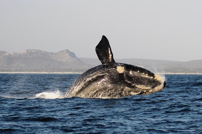 Marine Big 5 Safari with transport from Hermanus - A crew focused on safety and clear explanations