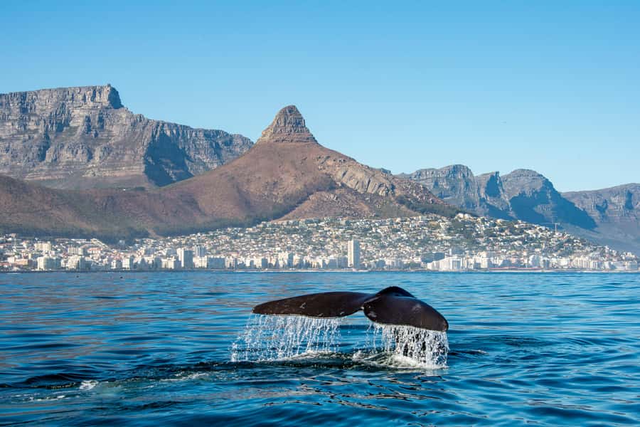 Marine Eco Cruise and Half-Day Wine Route with Tastings - Setting out from the Waterfront