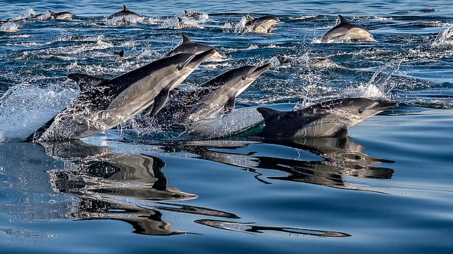 Marine Eco Cruise and Half-Day Wine Route with Tastings - Table Bay’s 90-minute wildlife cruise
