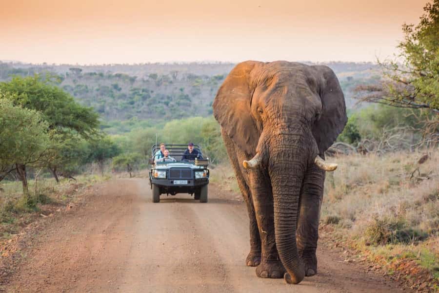 Marloth Park: Bush Braai Dinner & Game Drive in Kruger Park - What the bush braai includes