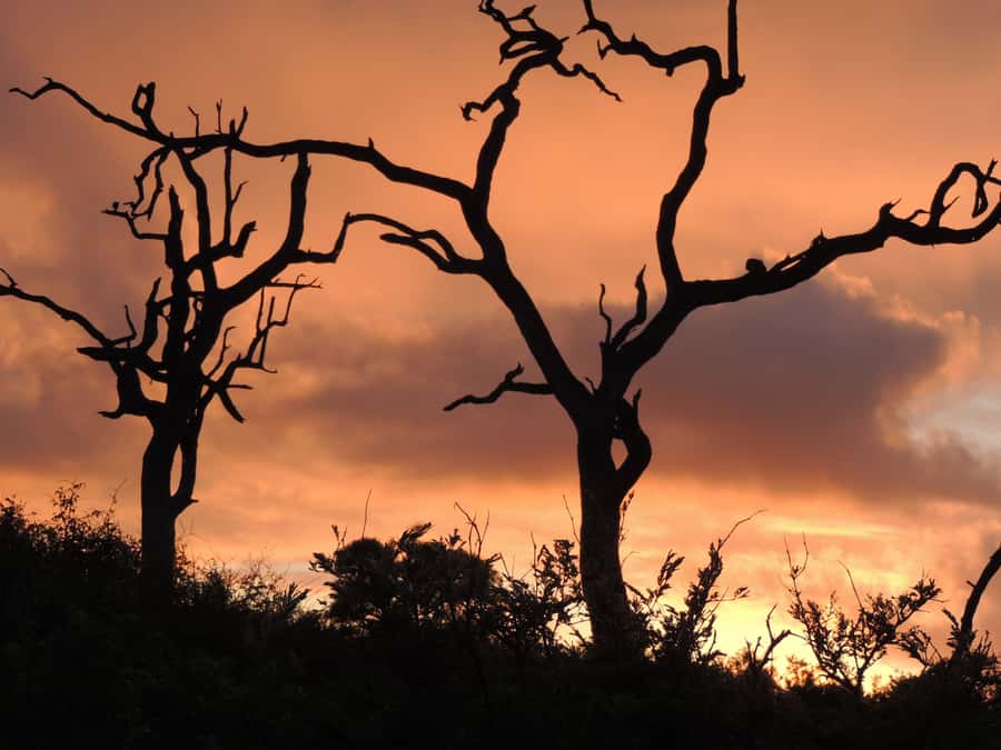 Marloth Park: Kruger National Park Safari Game Drives - Why the pre-dawn start is worth it