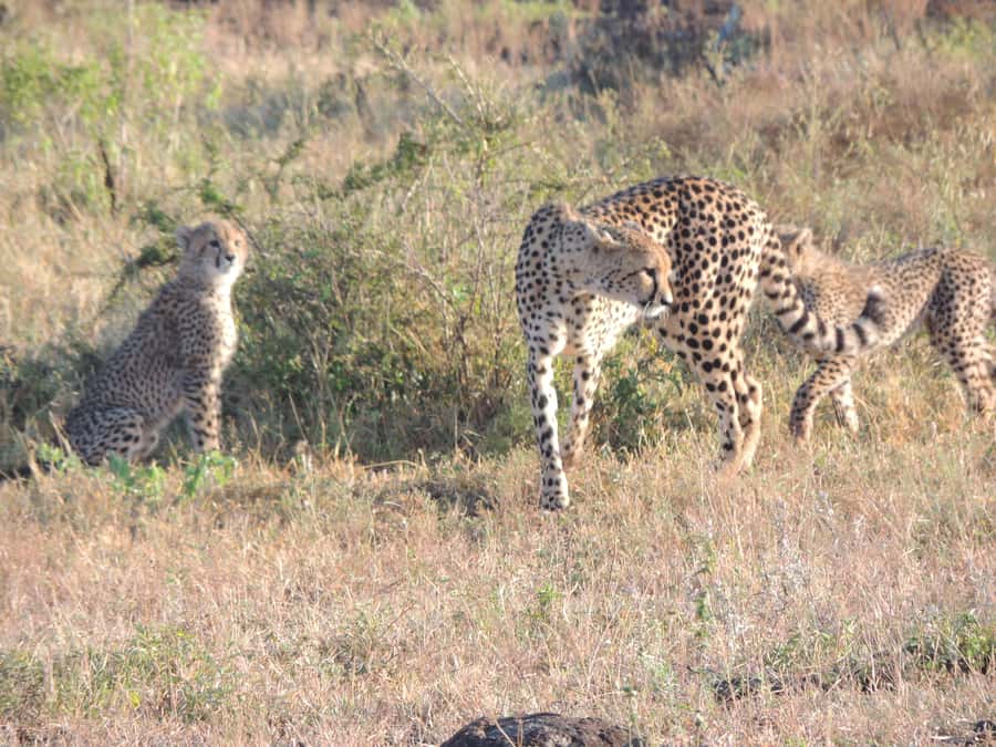 Marloth Park: Kruger National Park Safari Game Drives - Six hours in a raised open safari vehicle