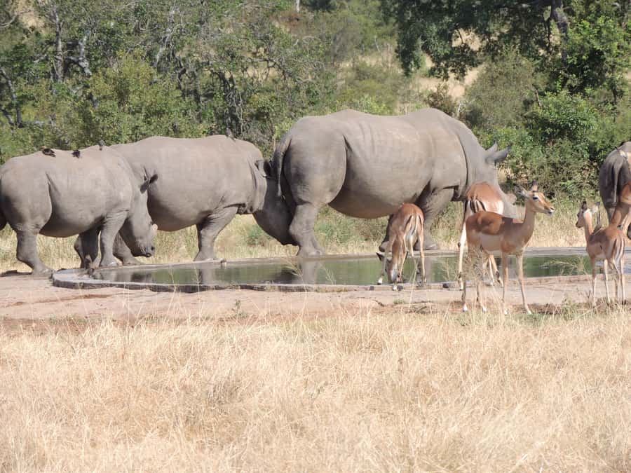 Marloth Park: Kruger National Park Safari Game Drives - How the guides shape the day
