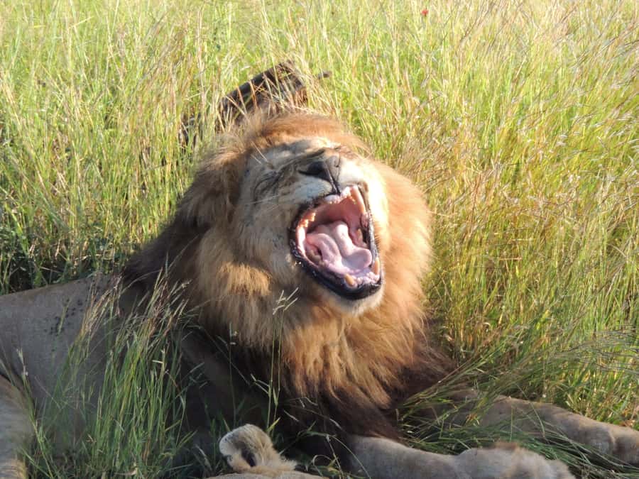 Marloth Park: Kruger National Park Safari Game Drives - Practical packing for an open vehicle