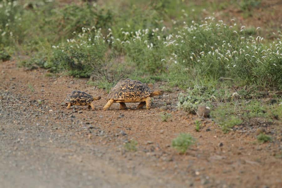 Moholoholo Rehabilitation Centre - Why Moholoholo feels different from a regular wildlife stop