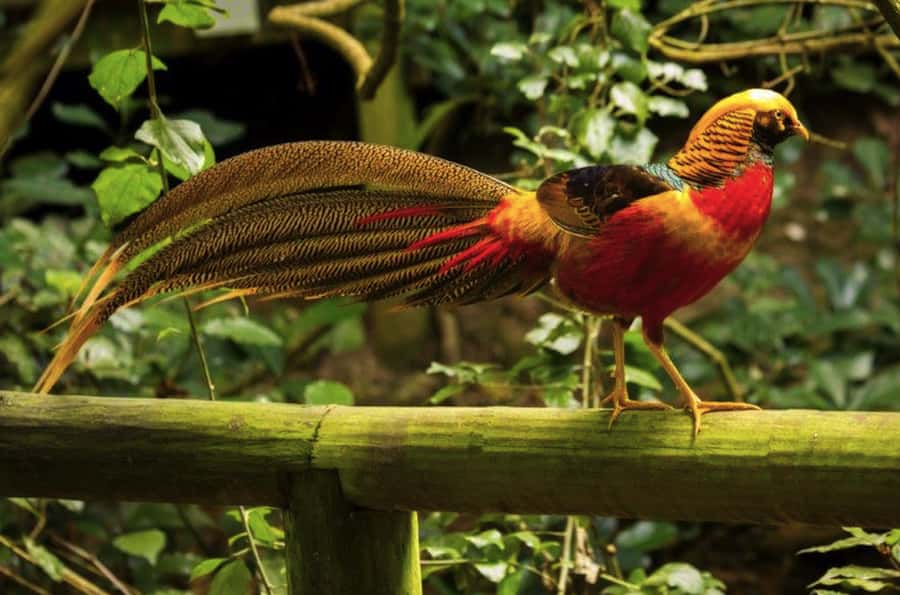 Monkeyland, Birds of Eden, Jukani - Animal Sanctuaries - Key points to know before you go