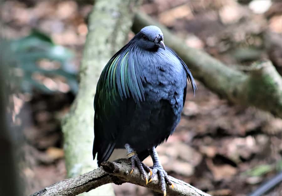 Monkeyland, Birds of Eden, Jukani - Animal Sanctuaries - Three sanctuaries, three different kinds of wildlife day