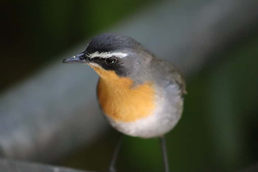 Monkeyland, Birds of Eden, Jukani - Animal Sanctuaries - Birds of Eden: 1.2 kilometers beneath a giant aviary