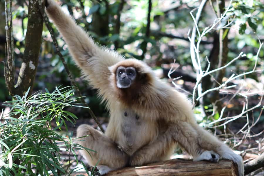 Monkeyland, Birds of Eden, Jukani - Animal Sanctuaries - What the visit feels like in practice