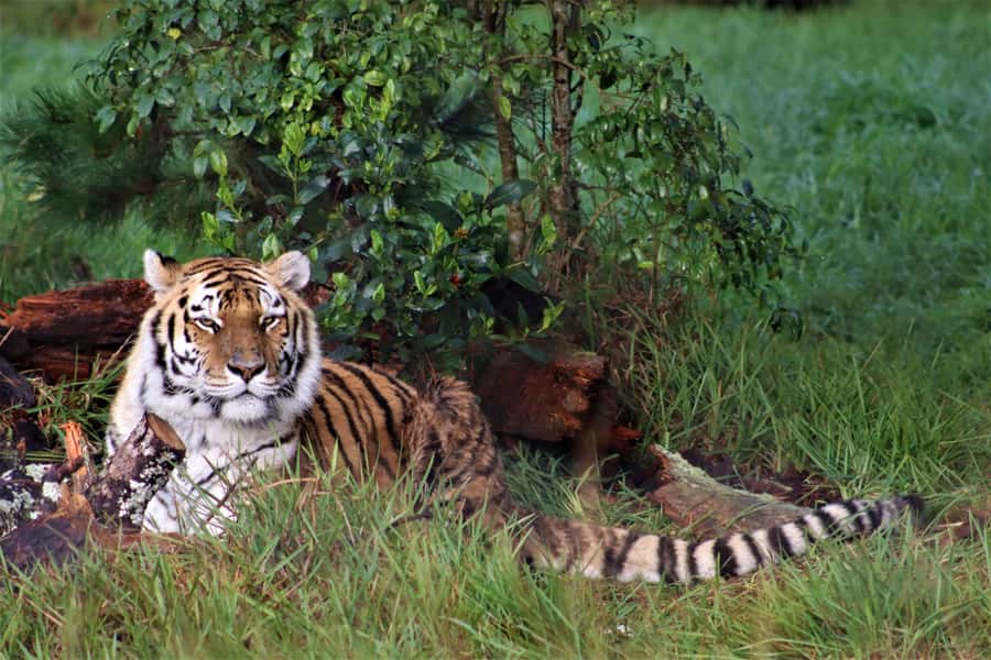 Monkeyland, Birds of Eden, Jukani - Animal Sanctuaries - Guides, language, and practical details