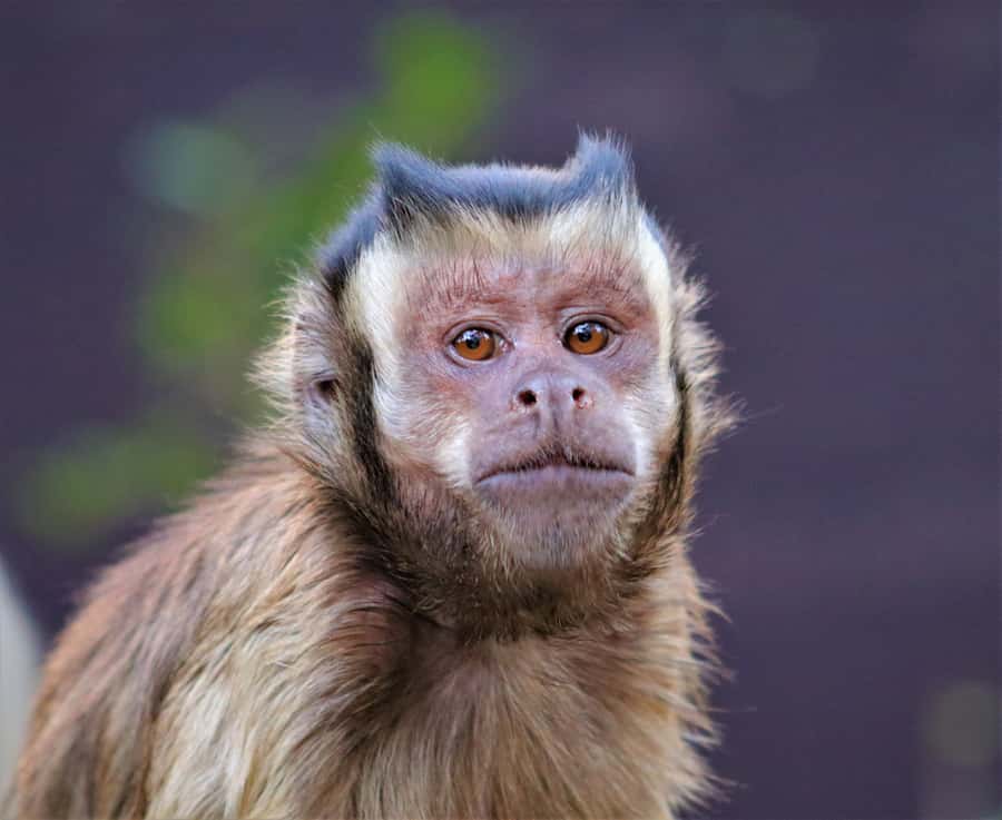 Monkeyland, Birds of Eden, Jukani - Animal Sanctuaries - Is the combination ticket worth it?