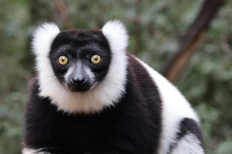 Monkeyland, Birds of Eden, Jukani - Animal Sanctuaries - Who should book this animal sanctuary visit?
