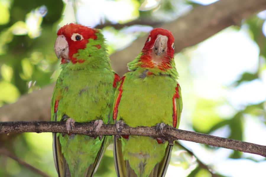 Monkeyland, Birds of Eden, Jukani - Animal Sanctuaries - Monkeyland: a forest home for former captive primates