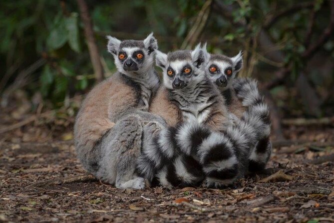 Monkeyland Guided Tour in Plettenberg Bay - Walking into a 30-acre primate sanctuary