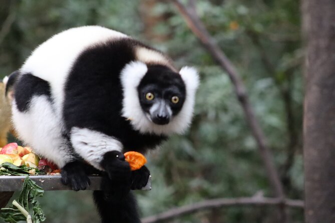 Monkeyland Guided Tour in Plettenberg Bay - Why the 30-acre setting changes the experience