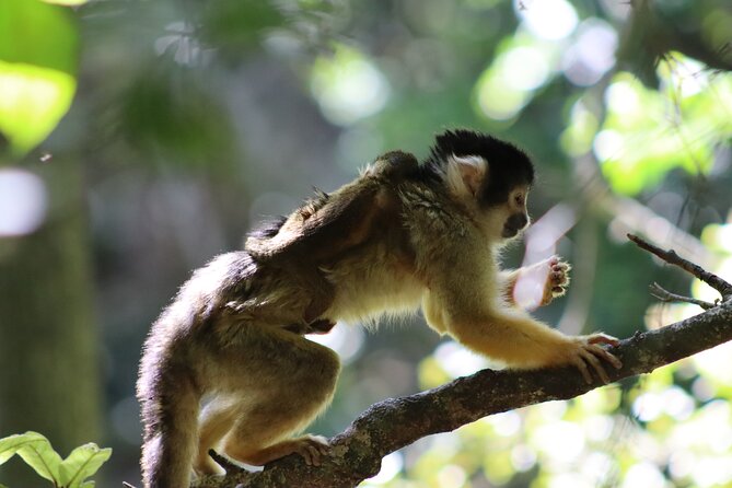 Monkeyland Guided Tour in Plettenberg Bay - Fitting Monkeyland into a Plettenberg Bay day