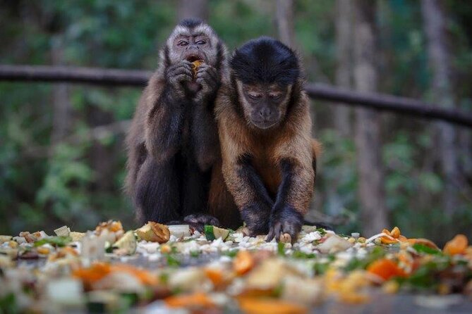 Monkeyland Guided Tour in Plettenberg Bay - Is $24.73 good value?
