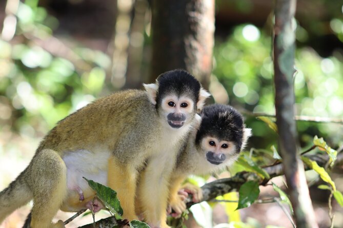 Monkeyland Guided Tour in Plettenberg Bay - Language choices and group comfort