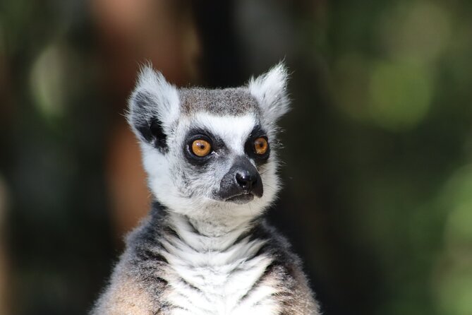 Monkeyland Guided Tour in Plettenberg Bay - The strongest reasons to choose Monkeyland