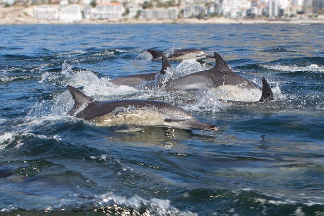 Ocean Wildlife Encounter in Cape Town - Table Mountain and Robben Island from offshore