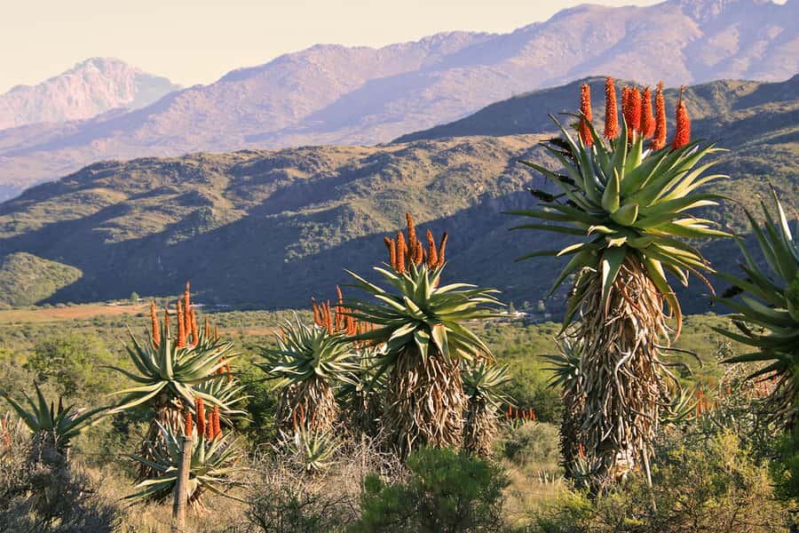Oudtshoorn: Half-Day Swartberg Pass Private Guided Tour - Key points to know before booking