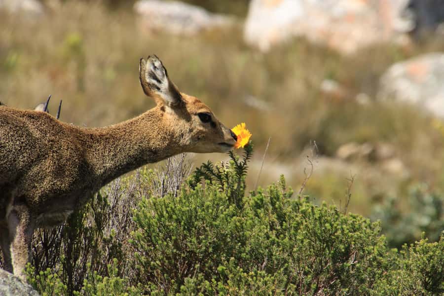 Oudtshoorn: Half-Day Swartberg Pass Private Guided Tour - Walking among 300-million-year-old sandstone