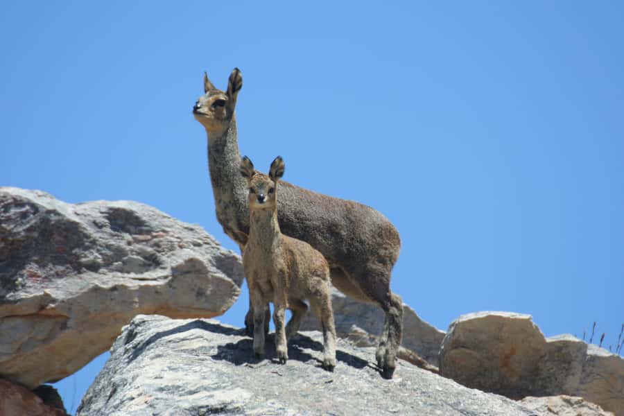 Oudtshoorn: Half-Day Swartberg Pass Private Guided Tour - The road engineering behind the views