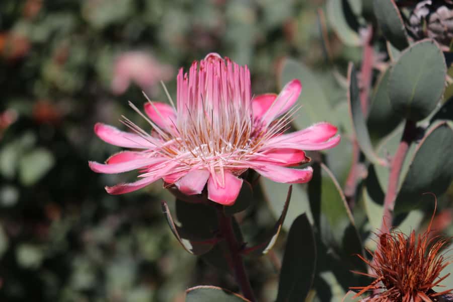 Oudtshoorn: Half-Day Swartberg Pass Private Guided Tour - Lunch and the return to Oudtshoorn