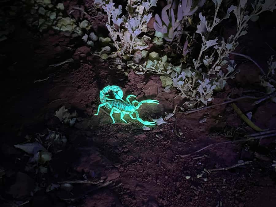 Oudtshoorn: Night Time Nature Walk - Key points at a glance