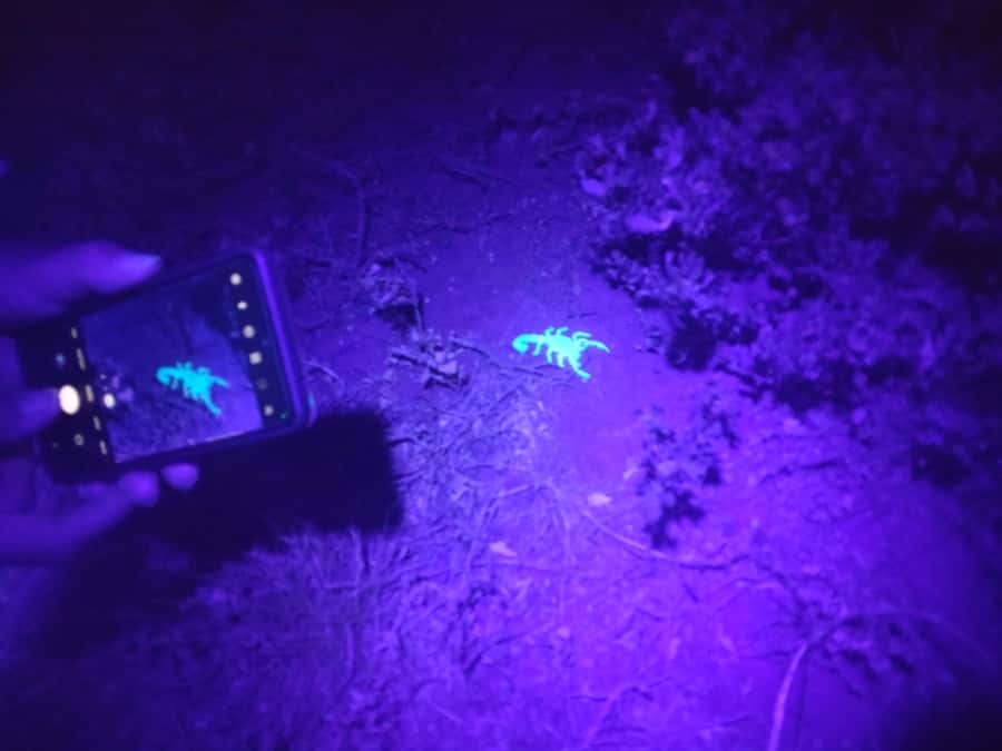 Oudtshoorn: Night Time Nature Walk - Why a night walk changes Oudtshoorn