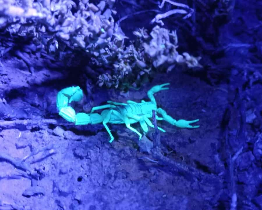 Oudtshoorn: Night Time Nature Walk - The value of seeing creatures where they live
