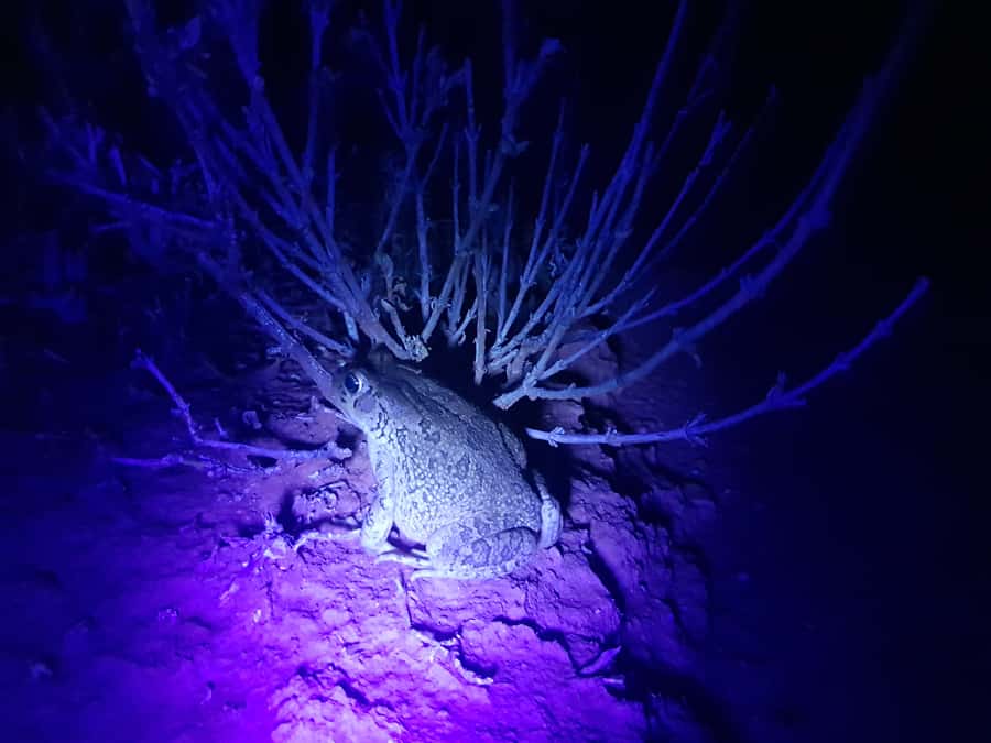 Oudtshoorn: Night Time Nature Walk - Meeting Lynette near the Oudtshoorn veld