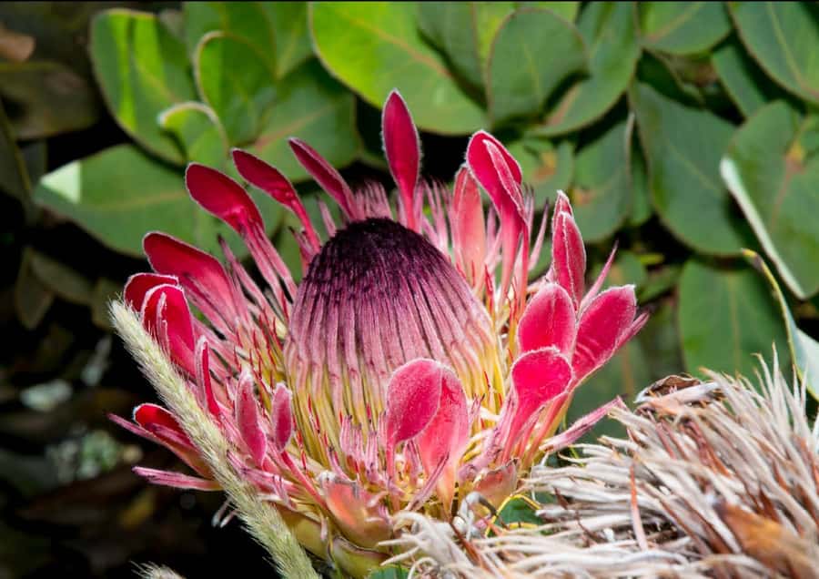 Oudtshoorn: Swartberg Mountain Pass Tour with Country Lunch - Key points to know before you book