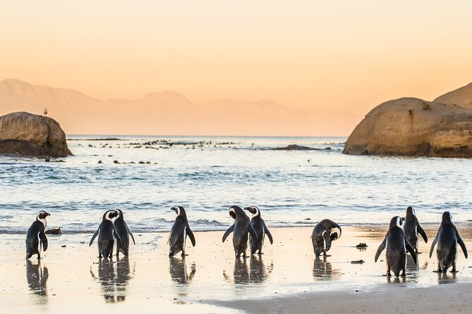 Penguin Encounter Boulders Beach Half Tour Day from Cape Town - Two hours with the penguins at Boulders Beach