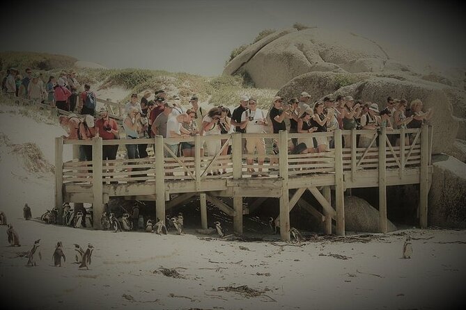 Penguin Encounter Boulders Beach Half Tour Day from Cape Town - Guides make the short schedule work