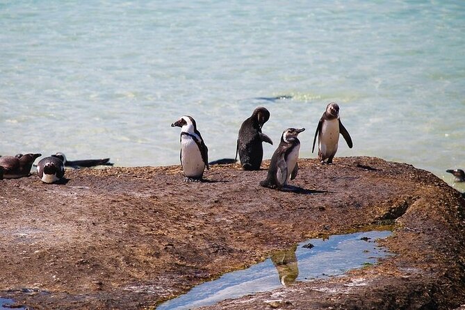 Penguin Encounter Boulders Beach Half Tour Day from Cape Town - Who will get the most from this tour?