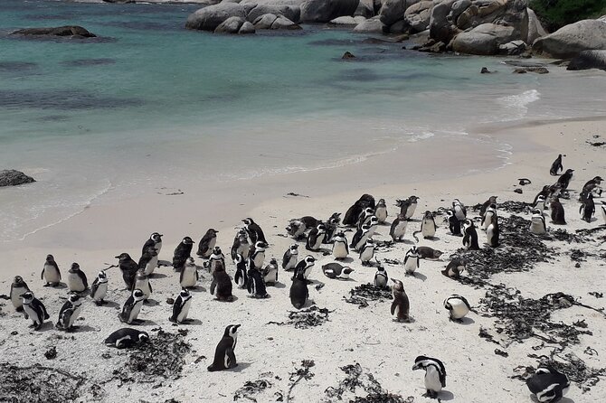 Penguins Cape of Good Hope, Cape Point Private Tour - Boulders Beach and the African penguins