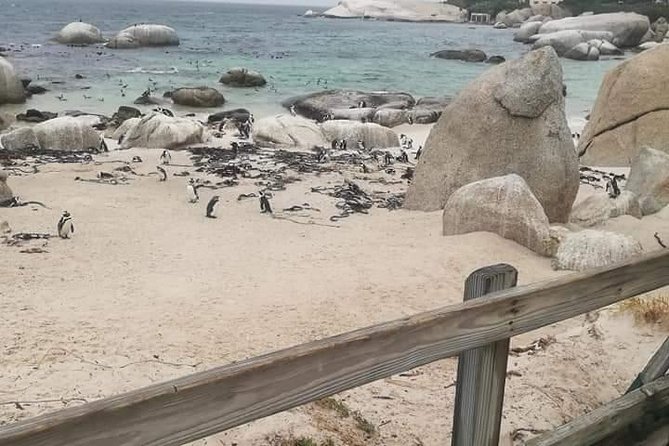 Penguins Viewing, Cape of Goodhope and Winelands Region - Wine tasting at historic estates
