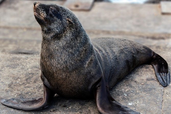 Peninsula Tour Cape Town - Cape of Good Hope brings wildlife and open coast