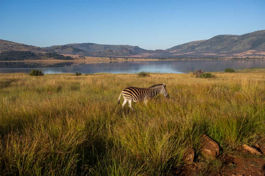 Pilanesberg: 2 Day 3-Star Pilanesberg Safari - The final drive and return to Johannesburg