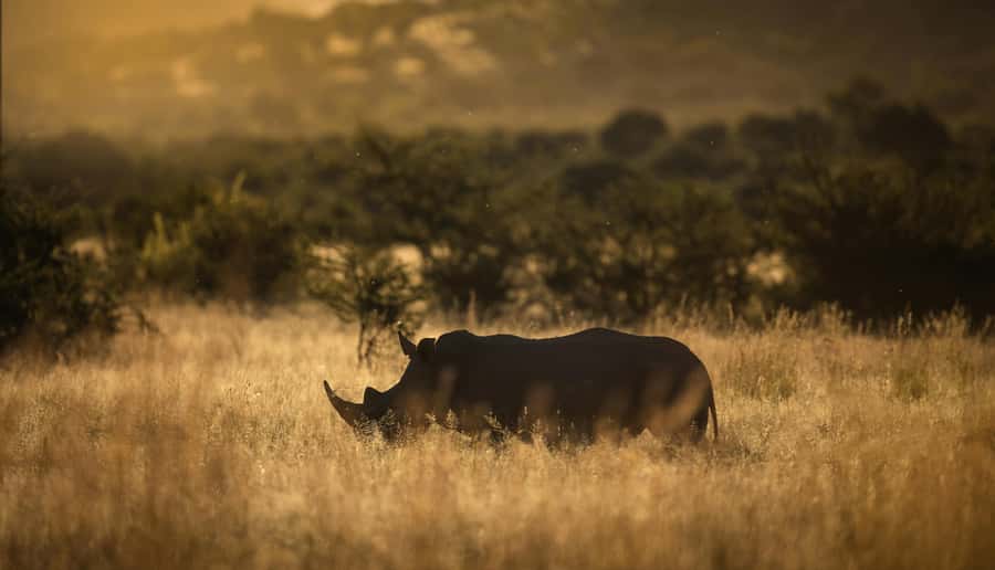 Pilanesberg: Full-Day Safari Adventure from Johannesburg - Leaving Johannesburg for the Pilanesberg bush