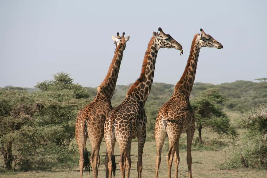 Pilanesberg: Full-Day Safari Adventure from Johannesburg - Your first open-vehicle game drive