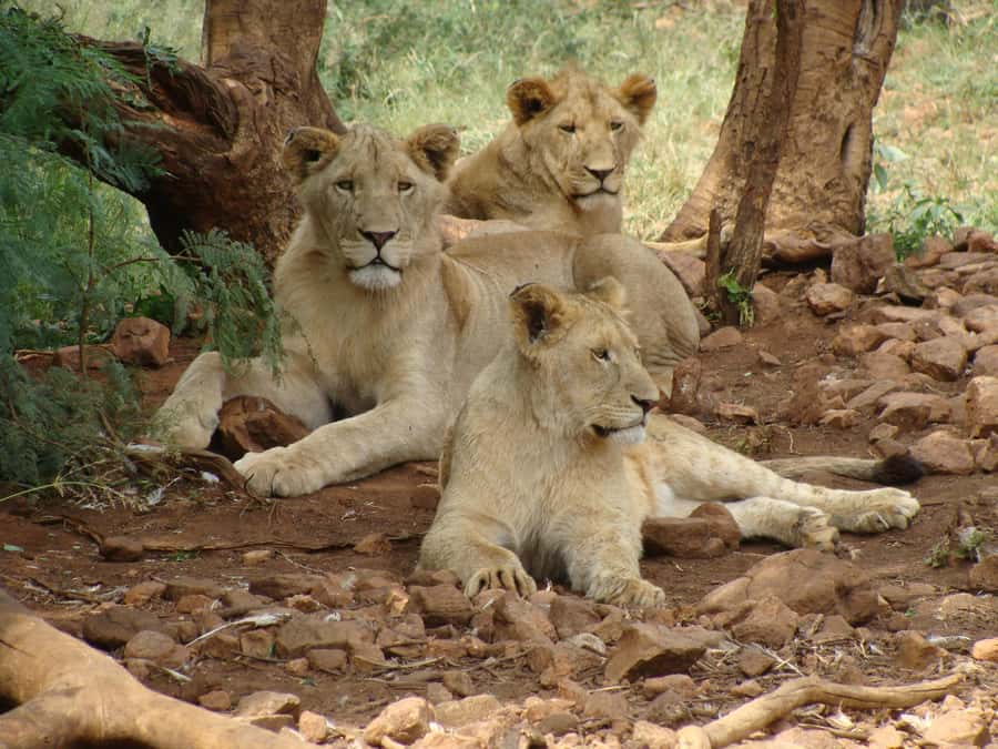 Pilanesberg: Full-Day Safari Adventure from Johannesburg - Reading the park between animal sightings