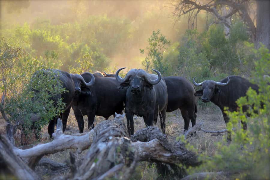 Pilanesberg: Full-Day Safari Adventure from Johannesburg - Why Pilanesberg’s crater setting matters
