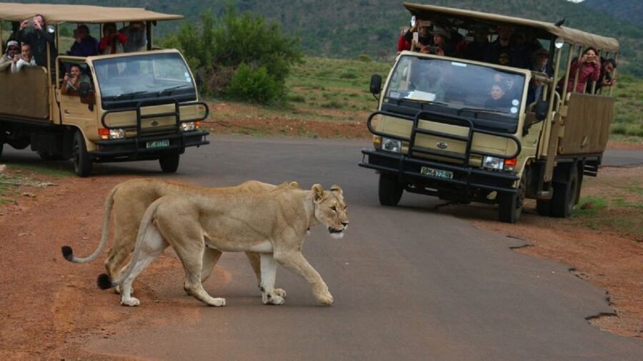 Pilanesberg Full-Day Shared Safari with Sun City Visit - Why Pilanesberg and Sun City work together