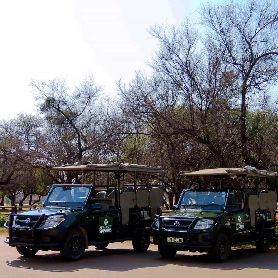 Pilanesberg Morning or Afternoon 3 Hour Game Drive - Big Five hopes, with realistic expectations