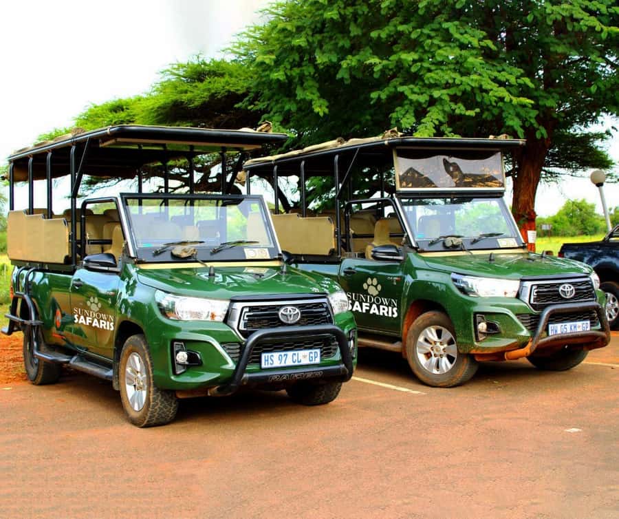Pilanesberg Morning or Afternoon 3 Hour Game Drive - Morning or afternoon: which should you choose?