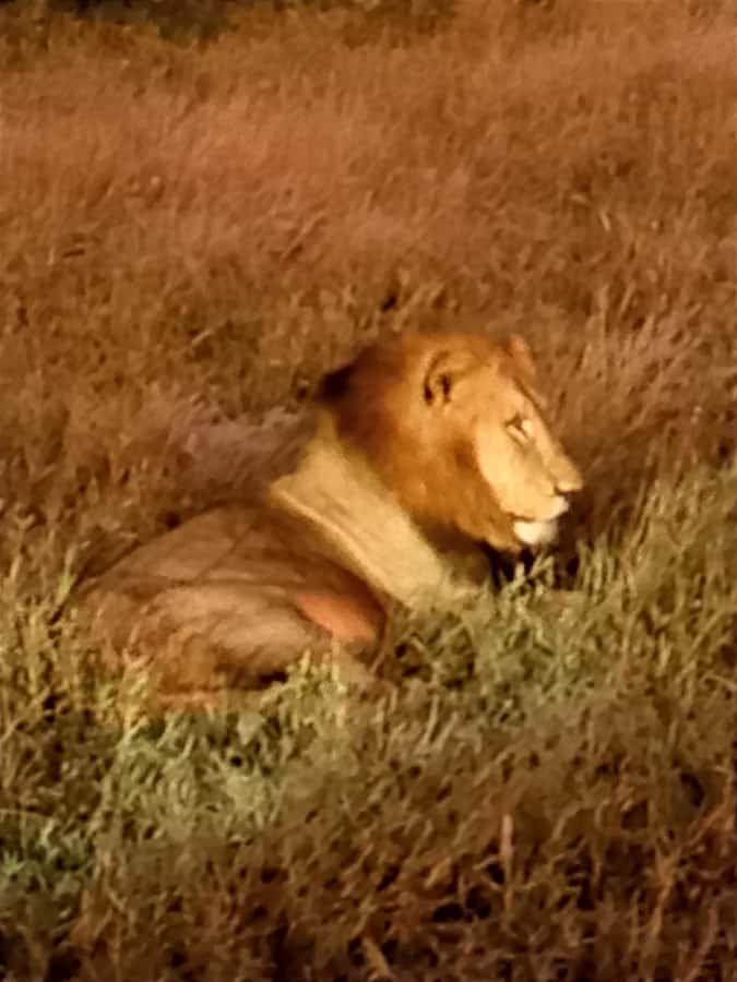 Pilanesberg National Park - Key points to know before booking