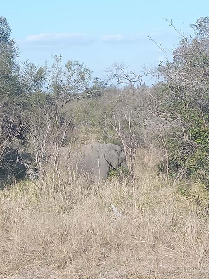 Pilanesberg National Park - Who should book this safari
